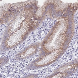 SRCRB4D Antibody, Novus Biologicals 0.1mL; Unlabeled:Antibodies, Polyclonal
